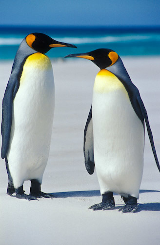 Social Pinguim
