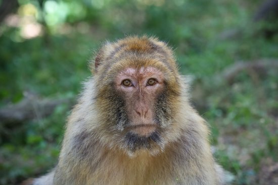 Social Macaco