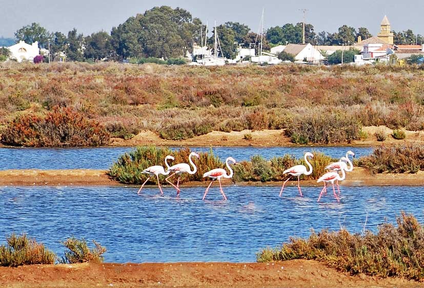 Lugar Ria Formosa Natural Park