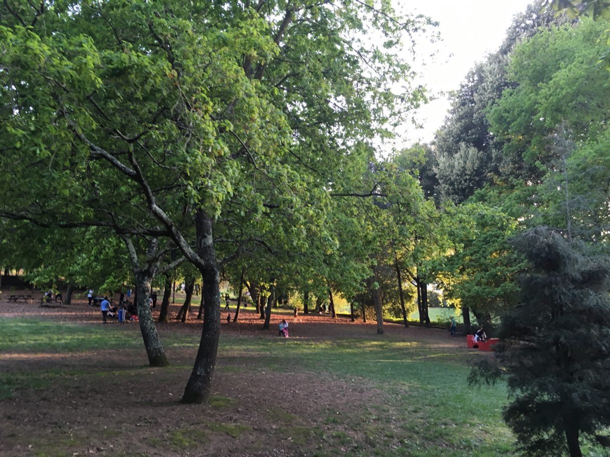 Place Municipal Lavandeira Park