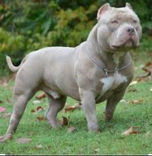 Pit Bull blue nose 🐕🐕