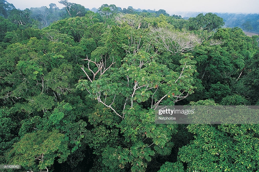 Amazonia