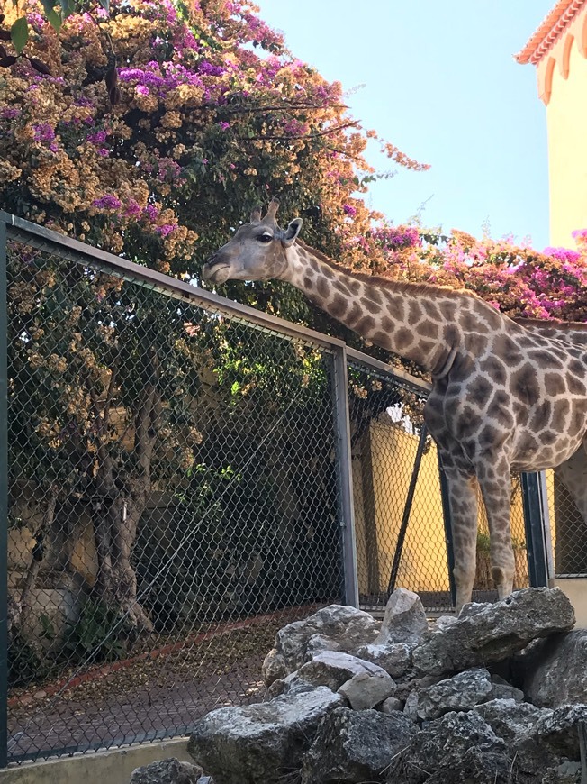 Place Jardim Zoológico de Lisboa