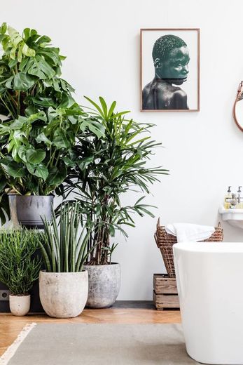 Plants in decor