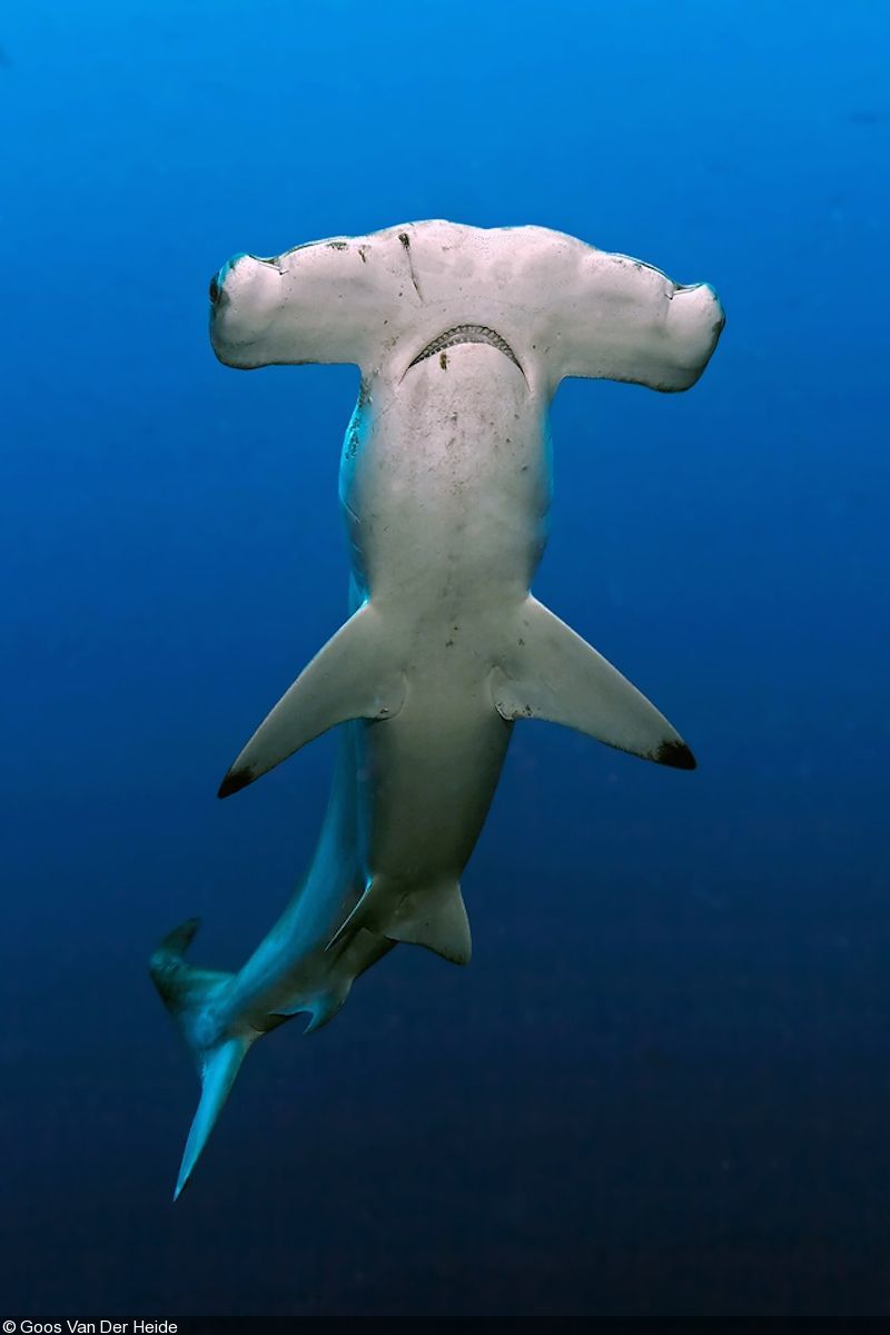 Tubarão Martelo
