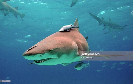 Tubarão Limão 
