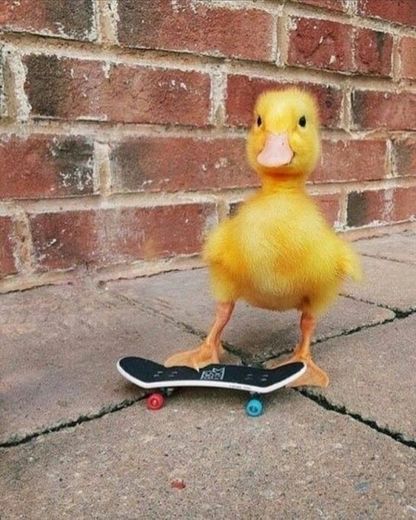 Olha esse patinho skatista 🥺