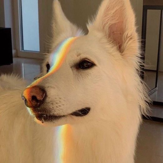 Rainbow dog 