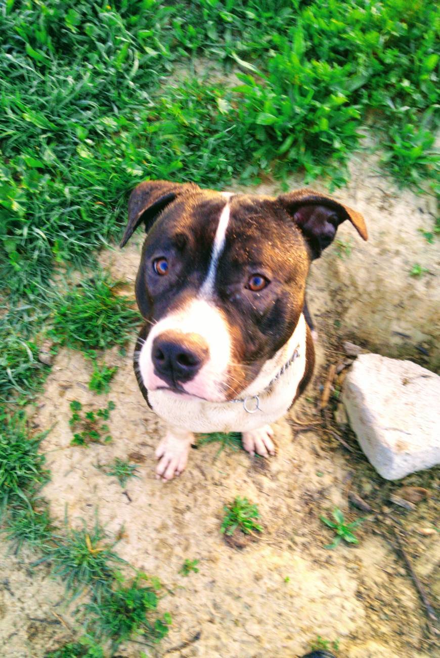 Perros potencialmente peligrosos - Wikipedia, la enciclopedia libre