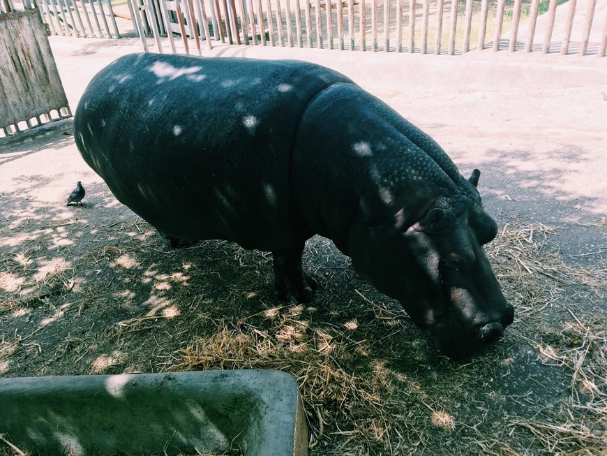 Place Zoo