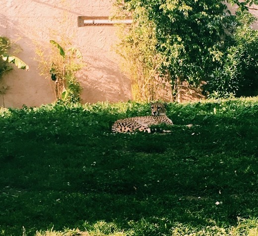 Zoológico Guadalajara