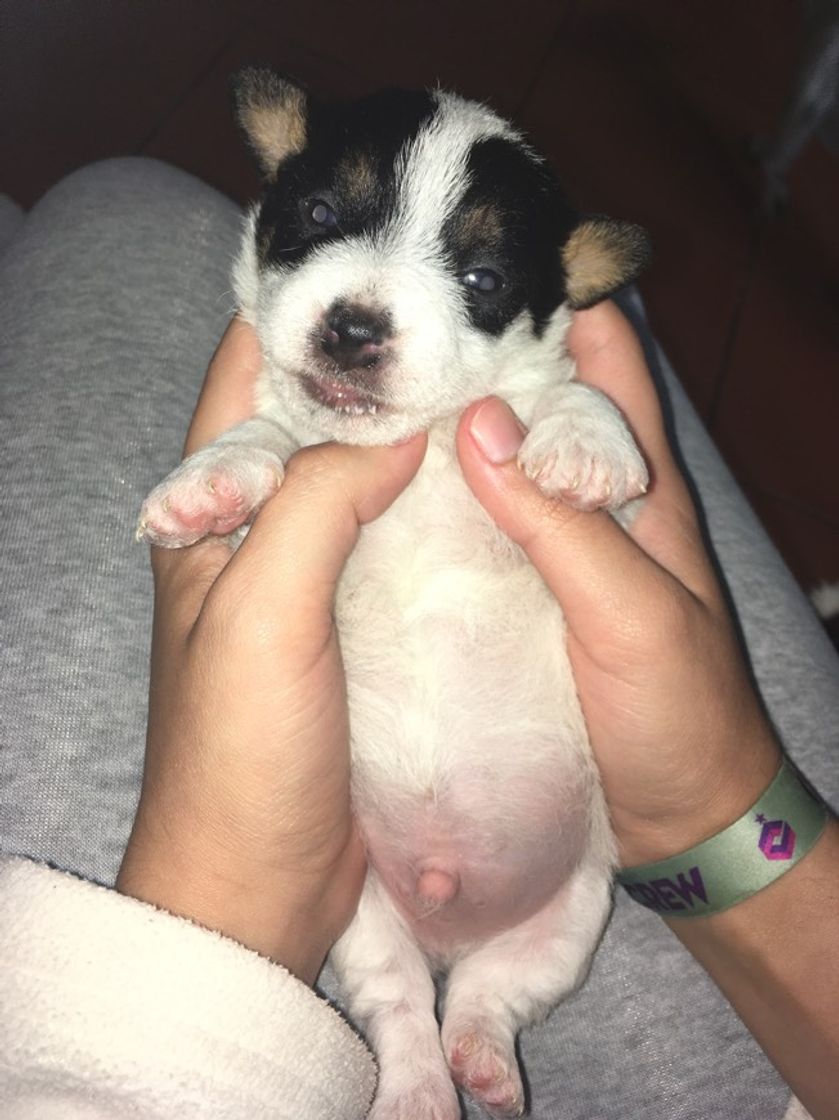 Cães e Gatos Clínica Veterinária