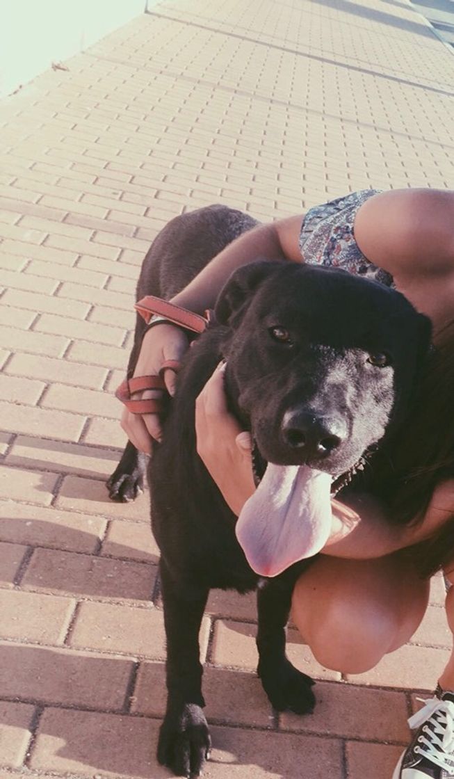 Cães e Mimos - Consultório, Estética e Pet Shop