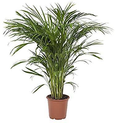 Fashion Planta de casa botânica - Palma Areca - Altura: 90 cm - Arec