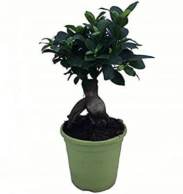 Fashion Ficus Microcarpa dos bonsais - vaso 13cm. - Altura aprox. 30