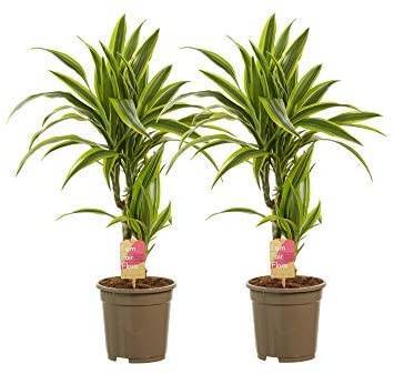 Fashion Plantas botânicas - 2 × Dragoeiro - Altura: 70 cm, 2 botões 