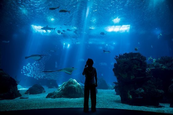 Place Oceanário de Lisboa