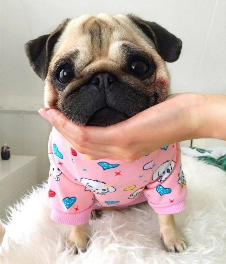 Fashion Pug