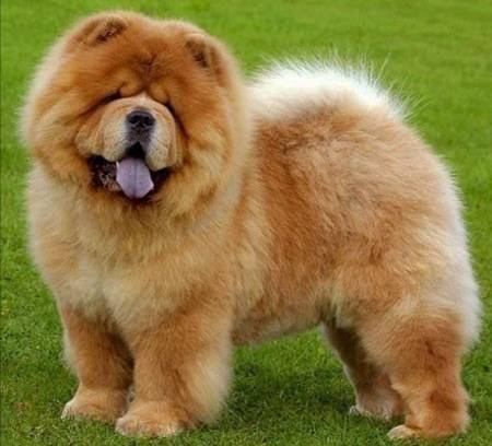 Fashion Chow  Chow