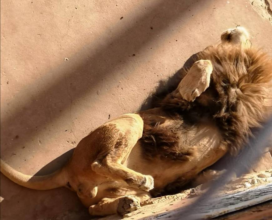 Lugar Jardim Zoológico de Lisboa