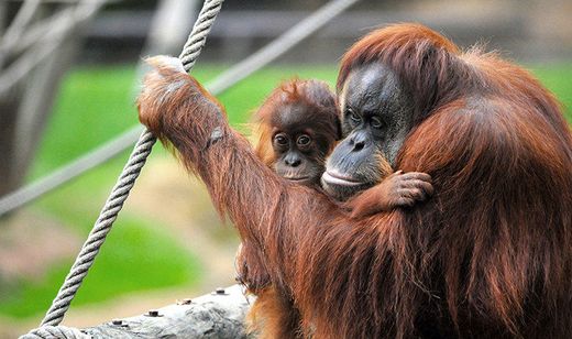 Jardim Zoológico de Lisboa