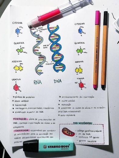 DNA E RNA 🧬