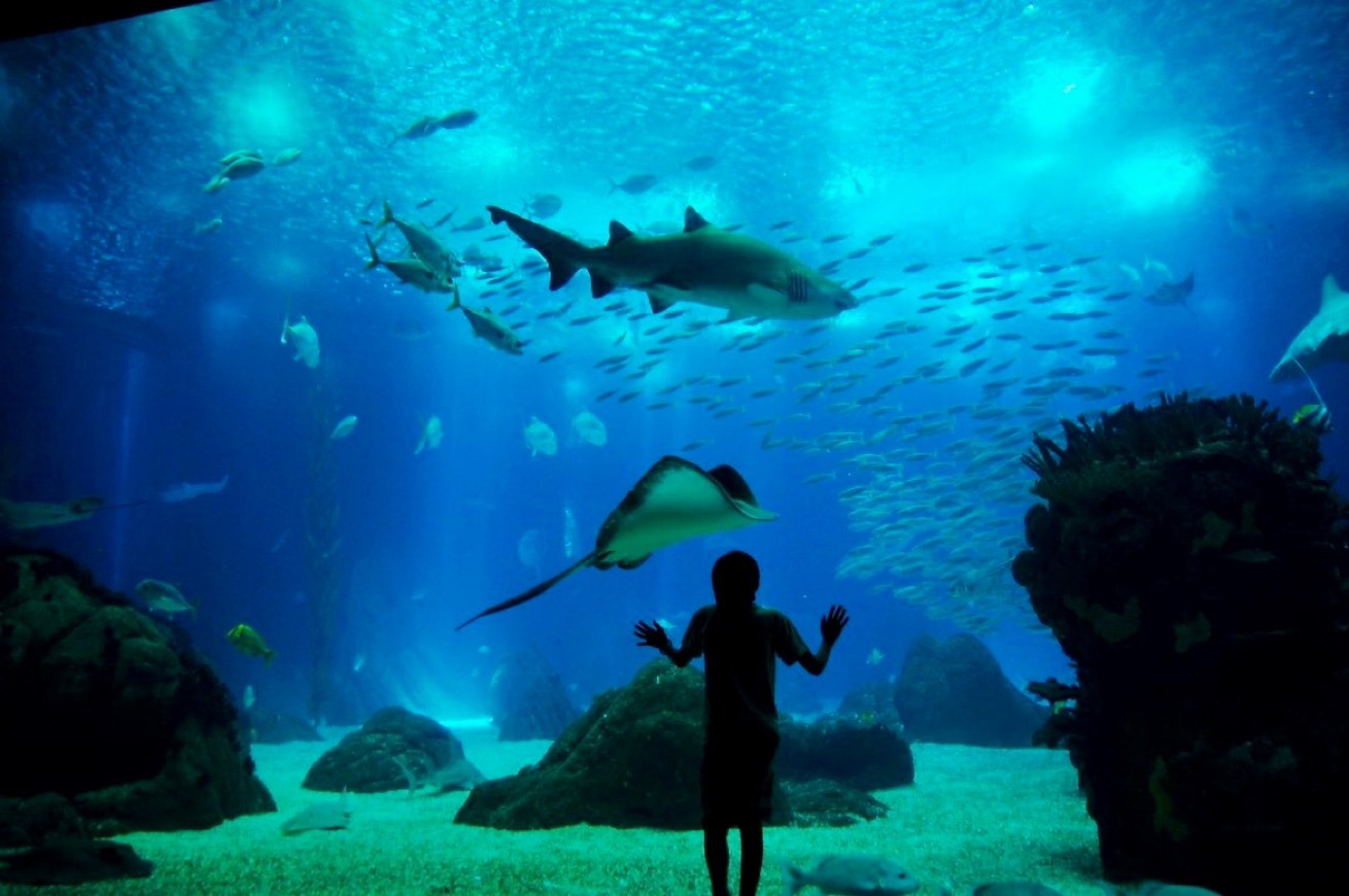 Place Oceanario de Lisboa