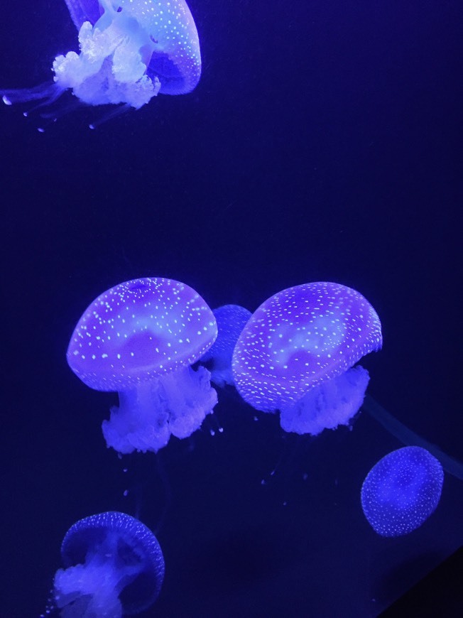 Lugar Oceanario de Lisboa