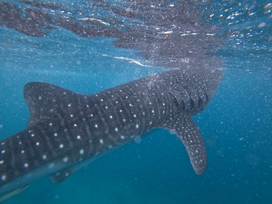 Lugar Oslob Whale Shark Watching