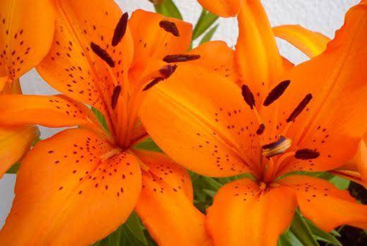 Canción AmarElo (Sample: Sujeito de Sorte - Belchior)