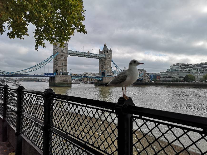 Lugar Tower Bridge