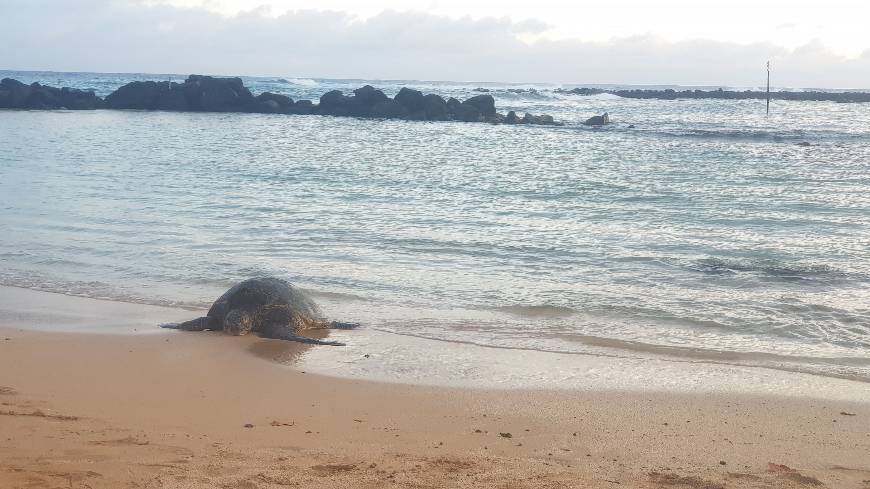 Place Poipu Beach