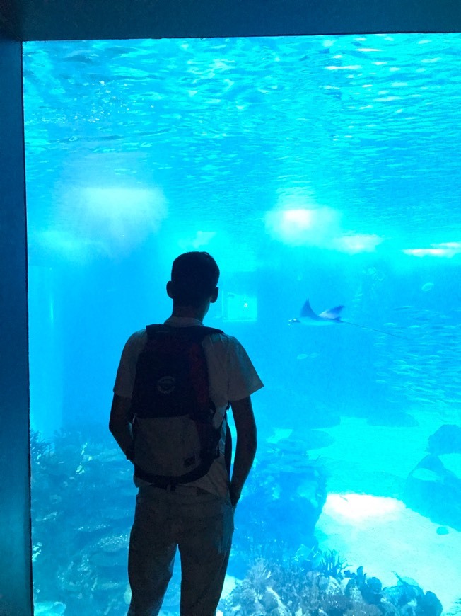 Lugar Oceanário de Lisboa