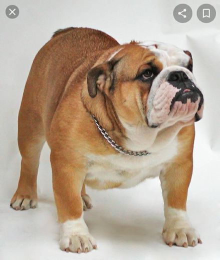 Fashion Raça Bulldog Inglês 