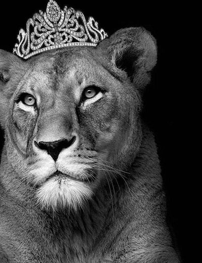 Princess Lioness