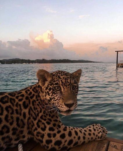 Leopard Relaxing