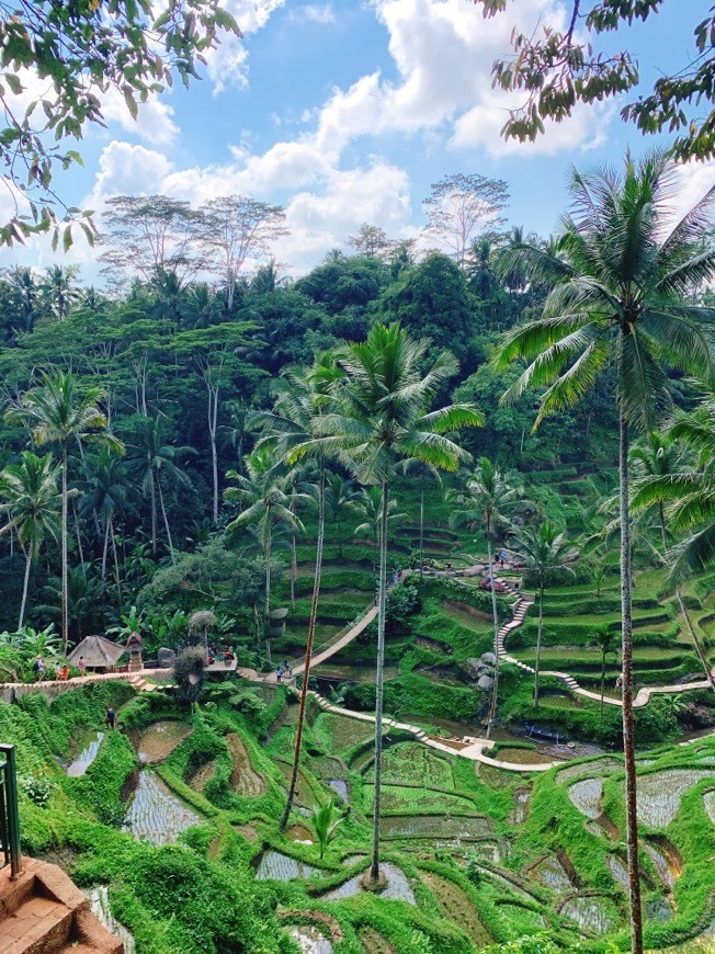 Lugar Rice Terrace