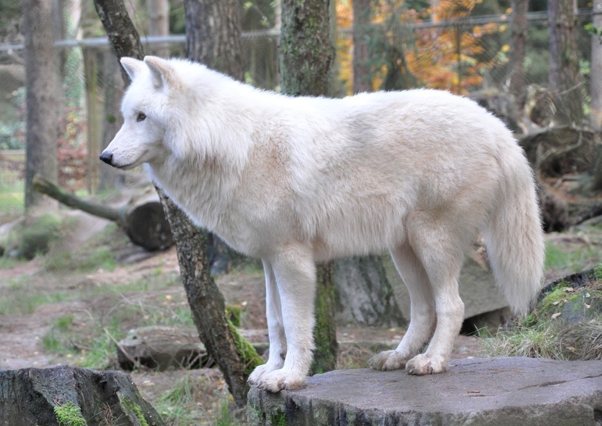 Moda Lobo-do-ártico 