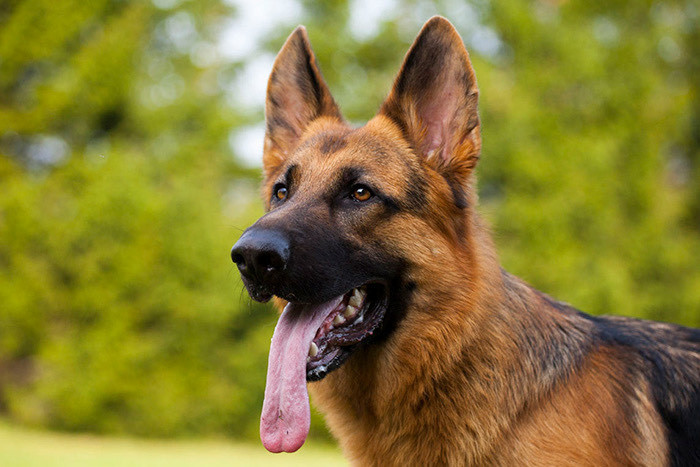 Social Pastor Alemão 