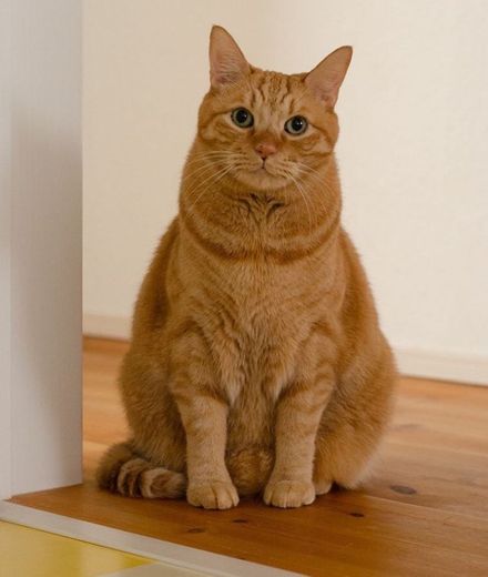 acho que alguém tá precisando de uma dieta ein? 