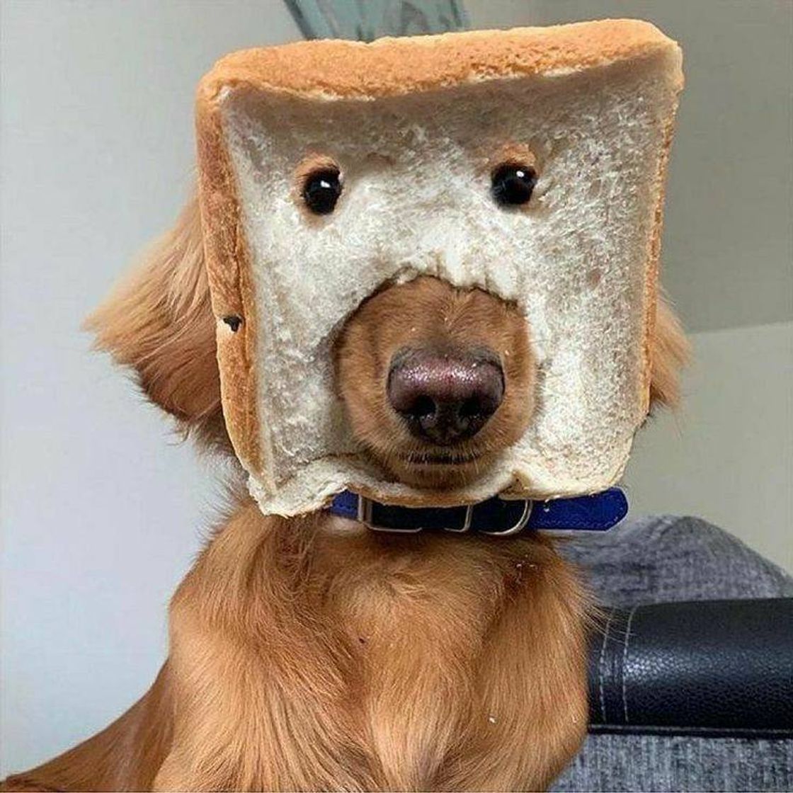 Fashion Dog #🍞