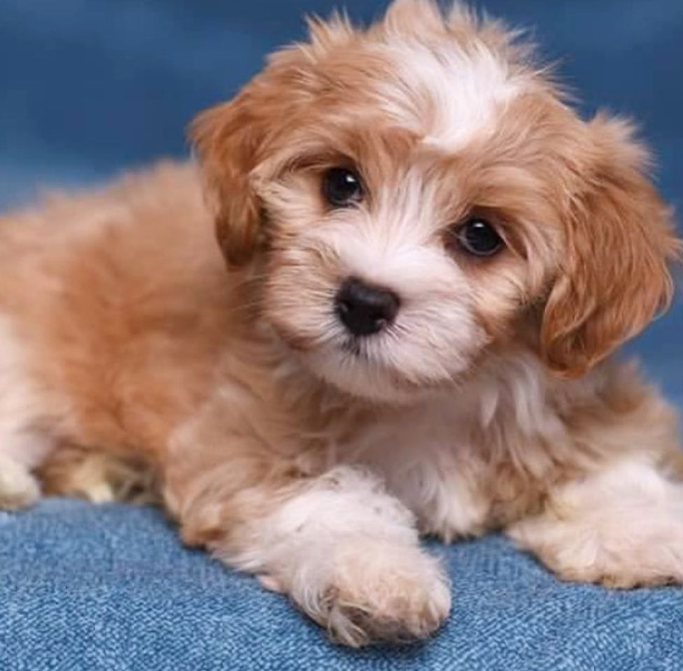 Social Quem tem coragem de dizer não pro Bubi? 🥺🥺