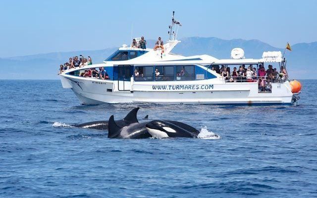 Place Turmares Whale Watching in Tarifa