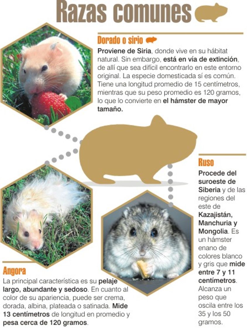 Social Tipos de Hamsters