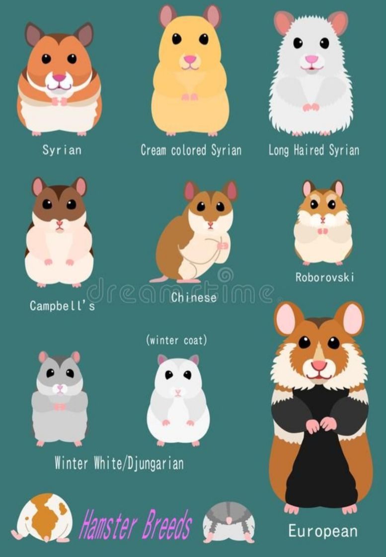 Moda Tipos de Hamsters