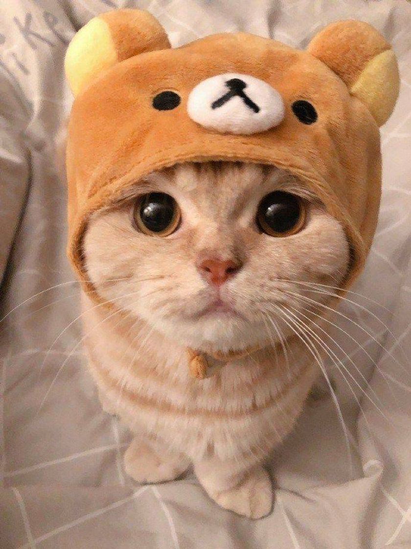 Social 🐈