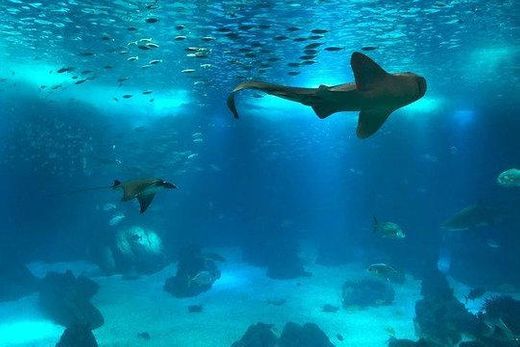 Oceanario de Lisboa