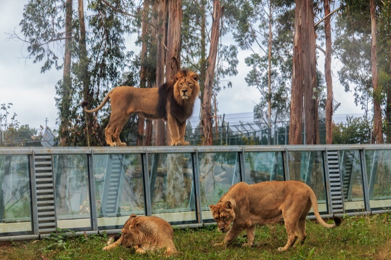 Lugar ZOO Santo Inácio