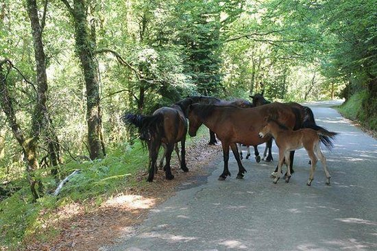 Lugar Mata da Albergaria (Gerês)