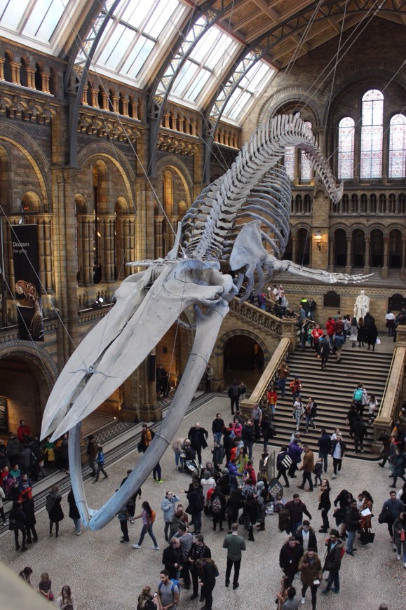 Place Natural History Museum